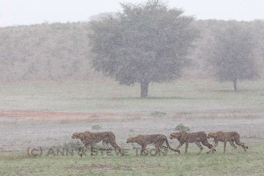 Cheetah in rain storm