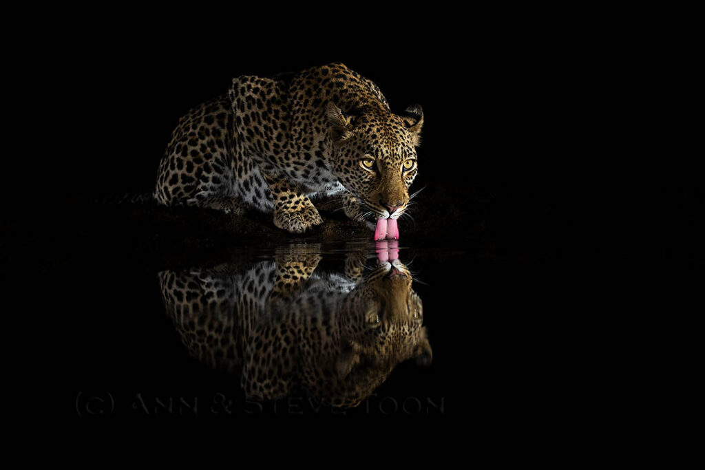 Leopard drinking