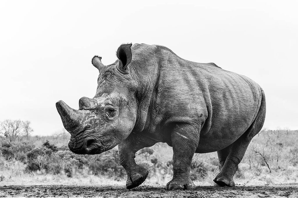 White rhino
