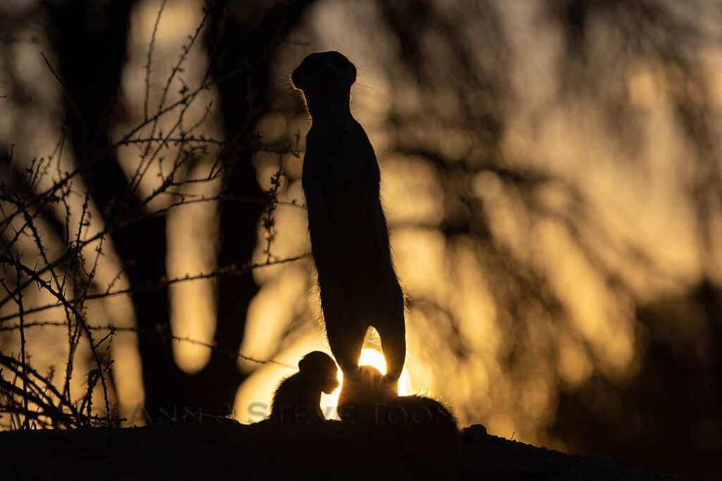 Meerkat with young